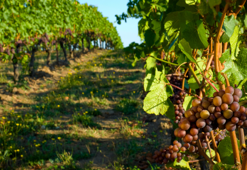Winery grapes